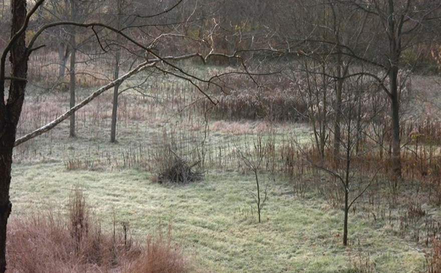 Deer Field, 4:54, Jamie Hahn, 2010, still from single channel video